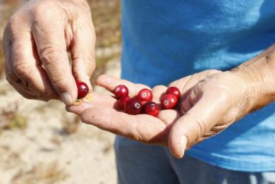 Hartley plucks fresh cranberries straight from the vine.