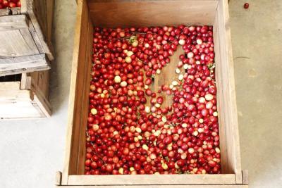 Dry-harvested cranberries.