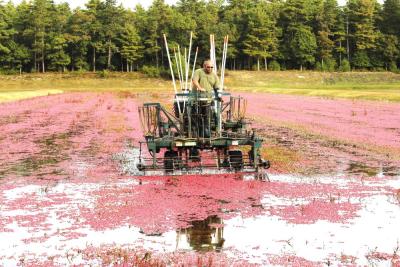 Wet-harvested cranberries are separated from their vines using a mechanical process.