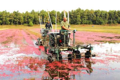 Cranberries are wet-harvested from bogs at the Hartley Family Farm. Photos by Grace Ann Natanawan