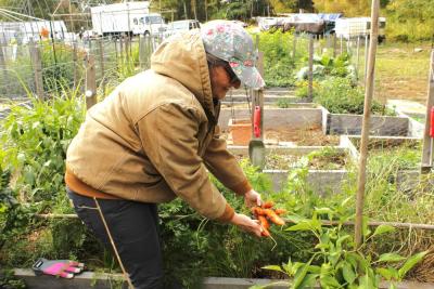 Brooke Johnson of Marion pulls fresh carrots from the soil at the Marion community vegetable garden. Photos by Grace Ann Natanawan