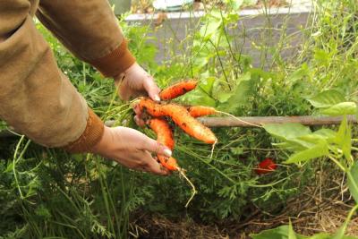 Brooke Johnson holds a bundle of carrots she pulled from the soil.