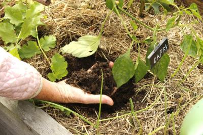 Barbie Burr grasps the soil in a vegetable bed.