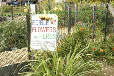 Edible flowers and herbs grow at the community garden.