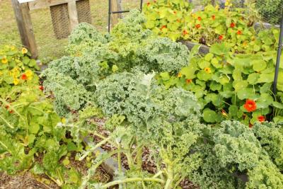 Plentiful kale grows at the garden.