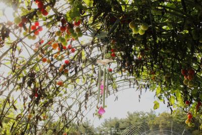 Tomatoes grow from vines.
