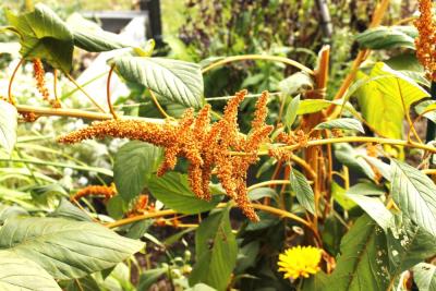 Fresh amaranth grows in a vegetable bed.
