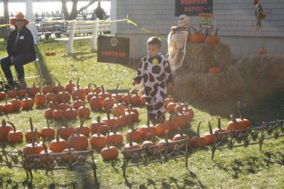 A cow wanders the pick your own pumpkin station.