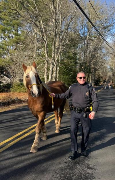 Lt. Justin King gets control of the loose horse. Source: Mattapoisett Facebook