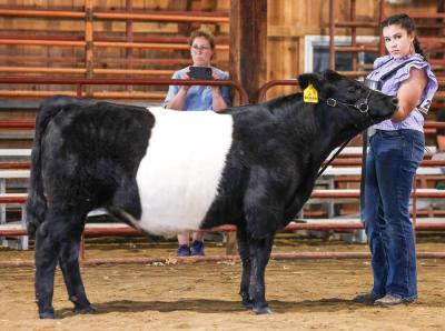 Molly Quinn of Middleboro, 14, with Olde Post Farm Milton Cat during the Sales Talk contest in June. Photo by Abby Van Selous 