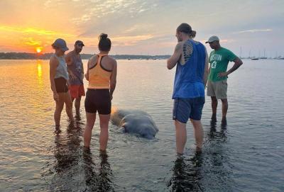 From the left, Dave Gerber, Erin Carr, Nicole Reedy, Jon Barratt and Lou discuss what to do about the stranded manatee they found in Mattapoisett near the Mattapoisett Rail Trail and Reservation Road on Tuesday, Jul. 29. Source: Erin Carr