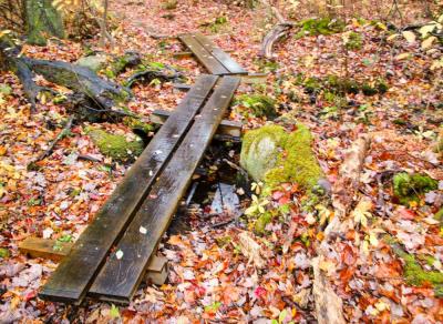 Moss, rocks and wooden walkways can be found in the Marsh.
