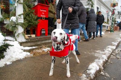 A Dalmatian has Santa on his back.