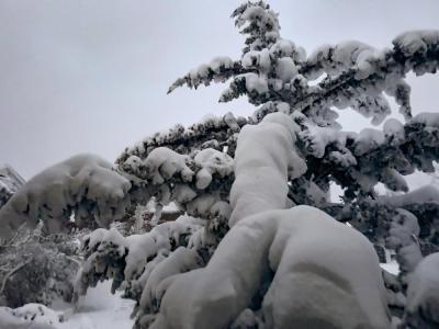 Tree branches were bowed down with snow. 