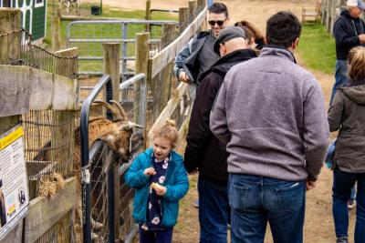 Maggie Lafleur, 4, avoids a close call with a hungry goat. 