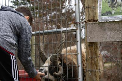 Jake the four-horned Jacob sheep was a favorite for some visitors. 