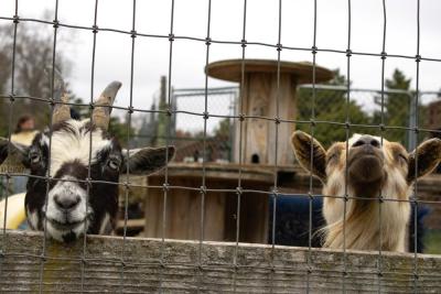 Two goats hope for some food. 