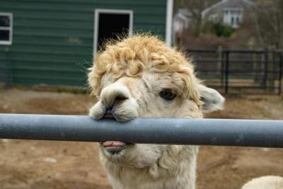 An alpaca nibbles the fence. 