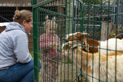Lainey Carlton, 2, feeds a cone to goats while her mother looks on. 