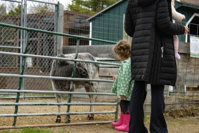 A young visitor looks at the farm's miniuature Zebu cow. 