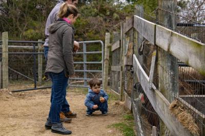 The Hurries came from Sandwich to feed the animals. 