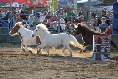 The mini horses are loose!