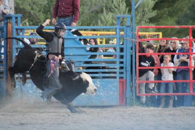 Taking the bull by its horns - literally.