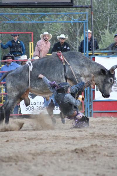 A rider falls from a bull.