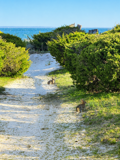 Path to beach