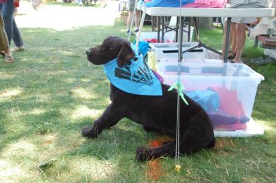 A stuffed dog reps Mattapoisett trail merch. 