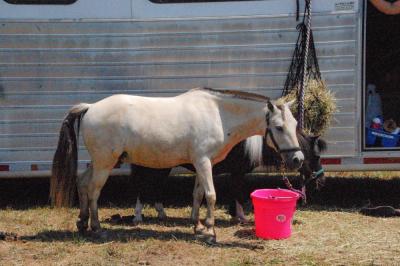 Horses and ponies spent the day competing and resting. 