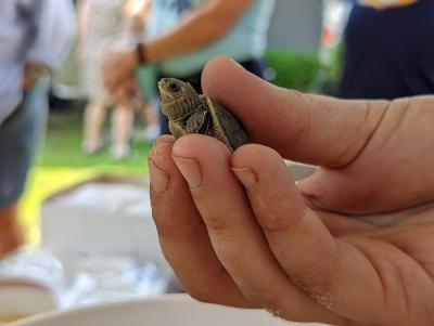 A baby diamondback terrapin is held up for observation on Sept. 10, 2022 at Briarwood Beach in Wareham. Photo by Alexandra Weliever