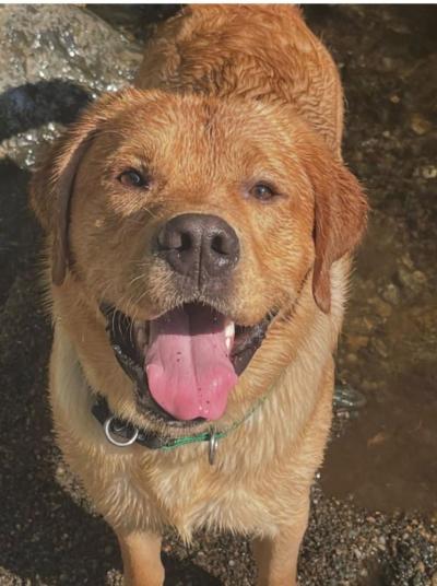 Marion Police Department's comfort dog Norman. Photo source: Marion Police