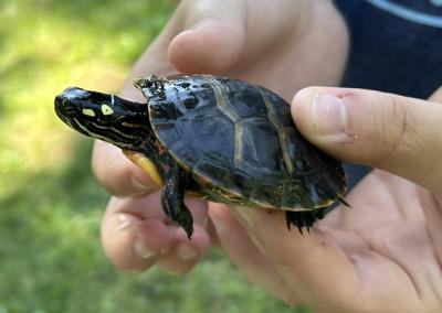 One young explorer found a small turtle. 