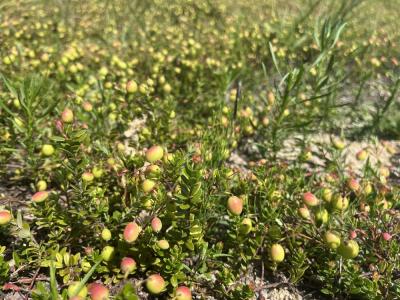 By mid-summer, cranberries have begun ripening and turning their recognizable color. Photos by Grace Roche
