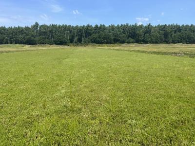 Thick growth in cranberry bogs helps chock out any competing weeds. 