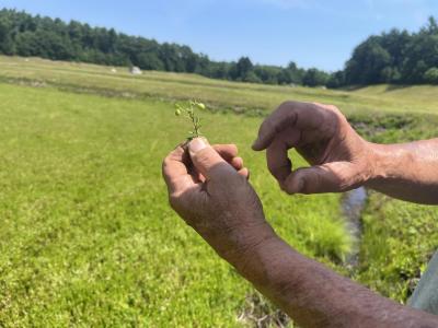 Hartley shows the size of some of the farm's cranberries during the growing process. 