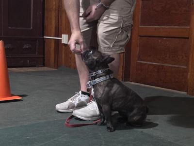 Brad Cole, of Mattapoisett, gives his dog Pancake a treat. The dogs receive positive reinforcement during their obedience training through praise and treats.