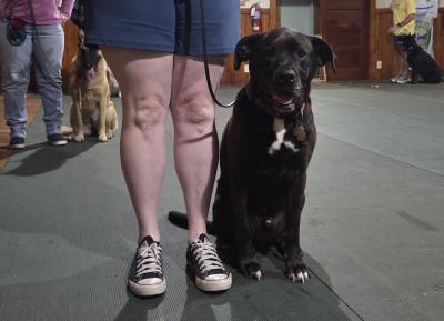 Archie heels next to his owner, meaning he walks directly next to her and takes a seat when she pauses.
