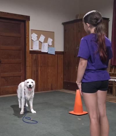Mackenzie Smedberg “stands” her dog Cannoli. Cannoli is expected to stand in her spot without moving her feet as Smedberg walks away from her.