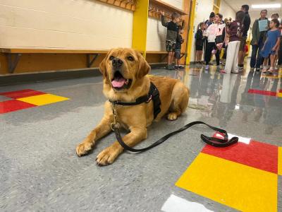 Marion's comfort dog, Norman, sits in the hallway of Sippican School during an open house Tuesday, Sept. 1. Photos by Grace Roche