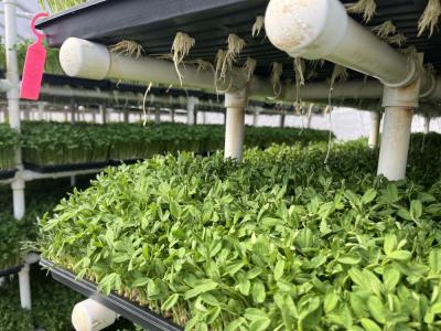 Sprouts are ready to be harvested after about a week. 