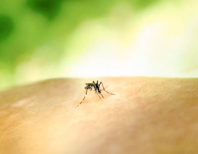 Avoiding mosquito activity can keep people safe from West Nile virus and Eastern Equine Encephalitis.