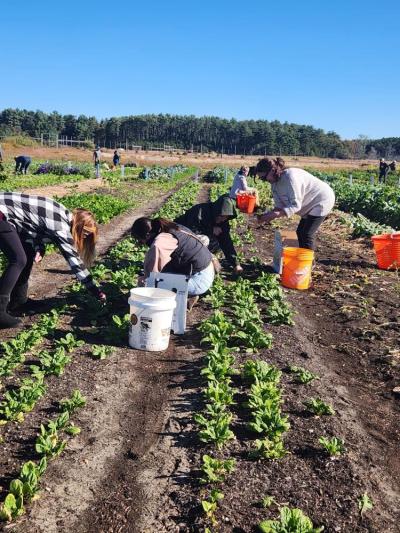 Staff from the Westport Schools Food Service Department harvest produce on Frogfoot Farm during an Oct. 7 visit. Photos source: Marion Institute