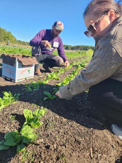 Food service staff harvest chard. 