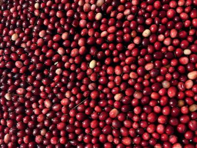 Cranberries float in the water. 