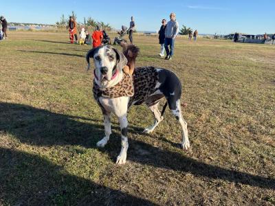Starr, a comfort dog from the Plymouth County Sheriff’s Department, poses in her costume. 