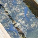 Fully mature oysters ready to be picked up for delivery.