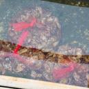 These oysters will be refrigerated then delivered fresh to regional buyers. 