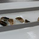These fresh oysters will be sold as petite or large at the market depending on their size. 